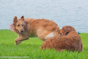 Golden Retriever