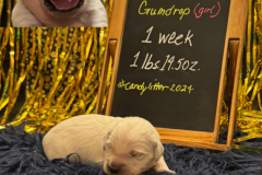 Gumdrop-week1