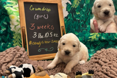 Gundrop-week3