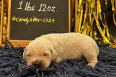 Peanut-week1