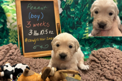 Peanut-week3