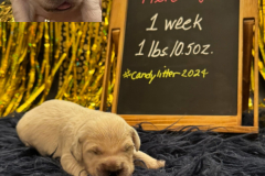 Pixie-week1