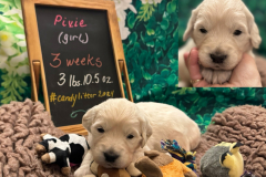 Pixie-week3