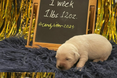 Snickers-week1