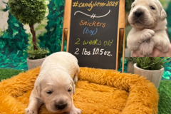 Snickers-week2