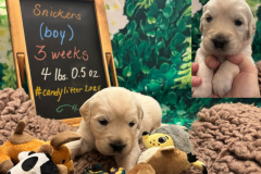 Snickers-week3