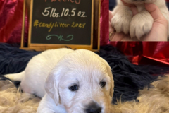 Snickers-week4