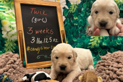 Twix-week3