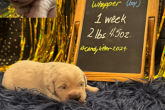 Whopper-week1