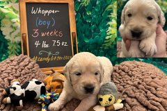 Whopper-week3-cleaned_up