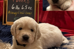 Whopper-week4