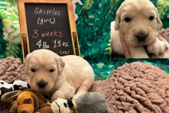 skittles-week3