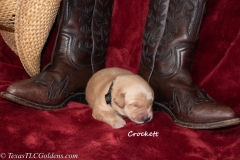 Crockett - Male
