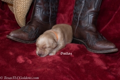 Dallas - male - 8 days old