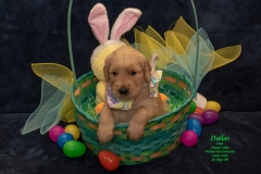 Dallas at Easter