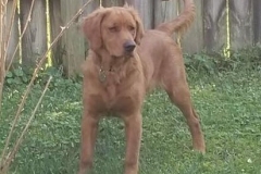 Dexter at 6 months old