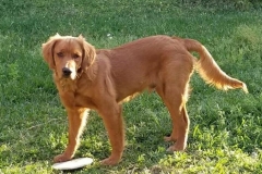 Dexter at 6 months old