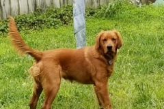 Dexter at 6 months old
