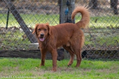 DSC_0120-739x493-1
