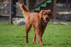 DSC_0126-2-862x575-1