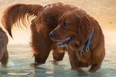 Dexter - 11 months old