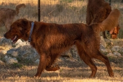 Dexter - 11 months