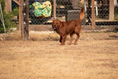 Dexter - 11 months old