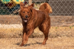 Golden_Retriever-2019-8-17-57-800x600