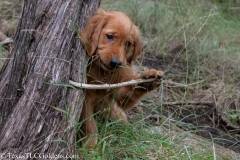Dexter at Play