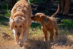 Dexter and Harley