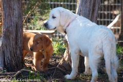 Dexter and Emma