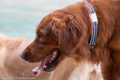 TexasT-LC-Golden-Retrievers-fun-1-118-804x536-1