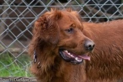 TexasT-LC-Golden-Retrievers-fun-1-129-290x193-1