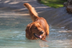 TexasT-LC-Golden-Retrievers-fun-1-14-1035x690-1
