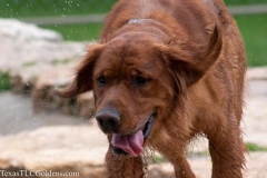 TexasT-LC-Golden-Retrievers-fun-1-141-522x348-1