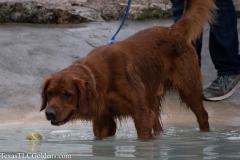 TexasT-LC-Golden-Retrievers-fun-1-146-792x528-1