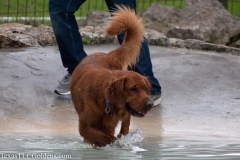 TexasT-LC-Golden-Retrievers-fun-1-149-782x521-1