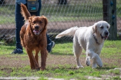 TexasT-LC-Golden-Retrievers-fun-1-33-810x540-1