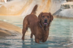 TexasT-LC-Golden-Retrievers-fun-1-6-946x631-1