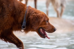 TexasT-LC-Golden-Retrievers-fun-1-86-1200x800-1