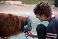 TexasT-LC-Golden-Retrievers-fun-1-89-1174x783-1
