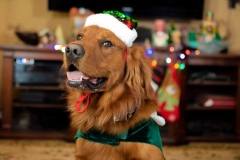 Texas_TLC_Golden_Retrievers-Christmas-2019-10-965x643