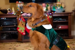 Texas_TLC_Golden_Retrievers-Christmas-2019-11-1017x678