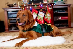 Dexter - 18 months old - 12/2019