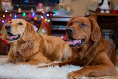 Harley and Dexter - 12/2019