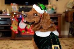 Texas_TLC_Golden_Retrievers-Christmas-2019-9-1000x667