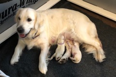 BritAuthorLitter2020-New-Golden-Retriever-puppies-nursing