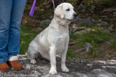 Emma-English-Creme-Golden-Retriever-1-2