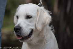 Emma-English-Creme-Golden-Retriever-1-3