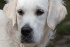 Emma-English-Creme-Golden-Retriever-1-4